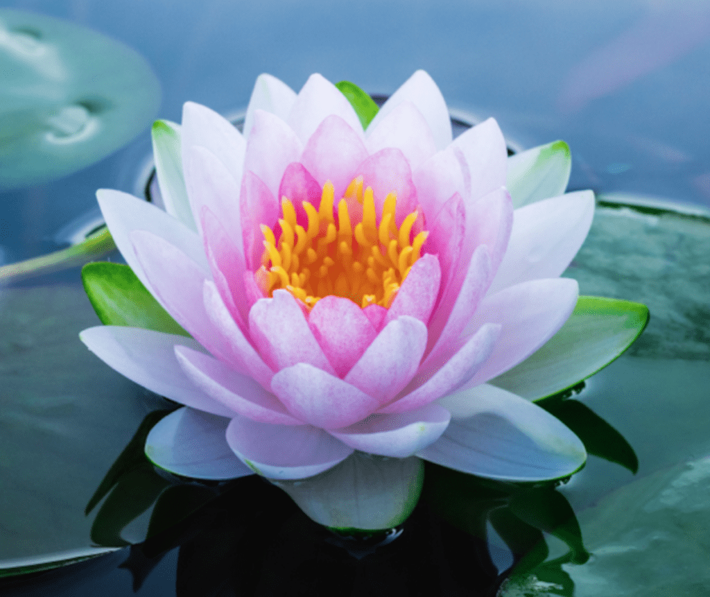 Lotus-Flower-1