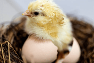 Chick-being-born