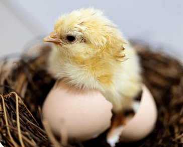 Chick-being-born