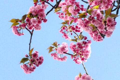 low angle view of pink flowers against blue sky