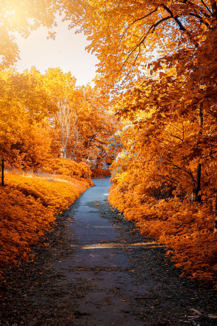 photo of path in between woods during autumn