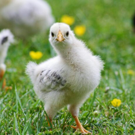 Chickens baby