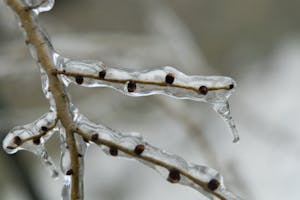 Close-up of ice-covered branches in Montreal, capturing the serene beauty of winter.