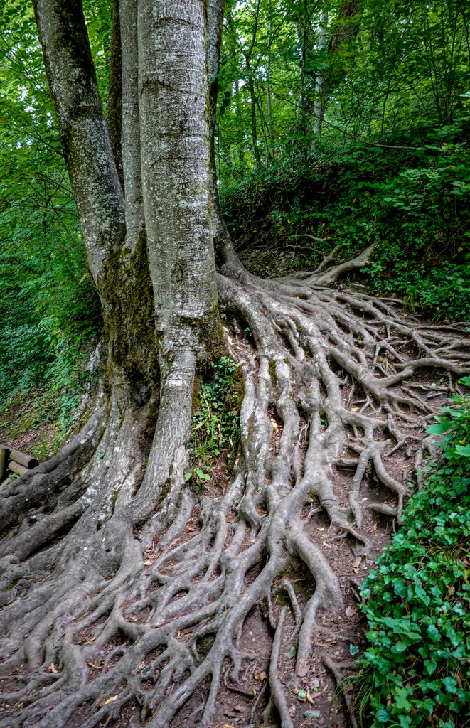 Tree Roots